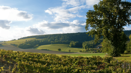 Paysage du vignoble de Chablis, balade dans les vignes