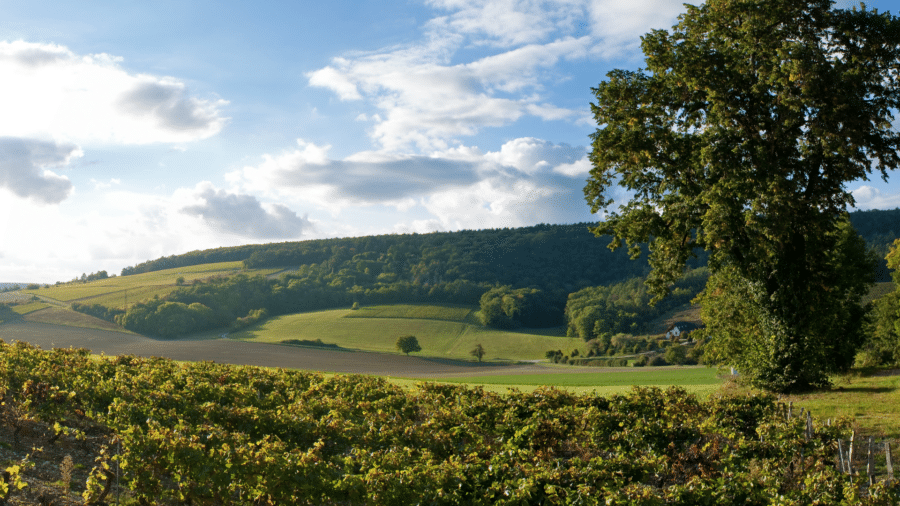 Paysage du vignoble de Chablis, balade dans les vignes