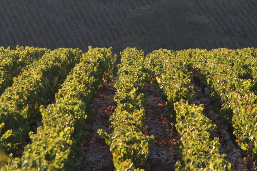 Treilles de vignes remplies de feuilles vertes