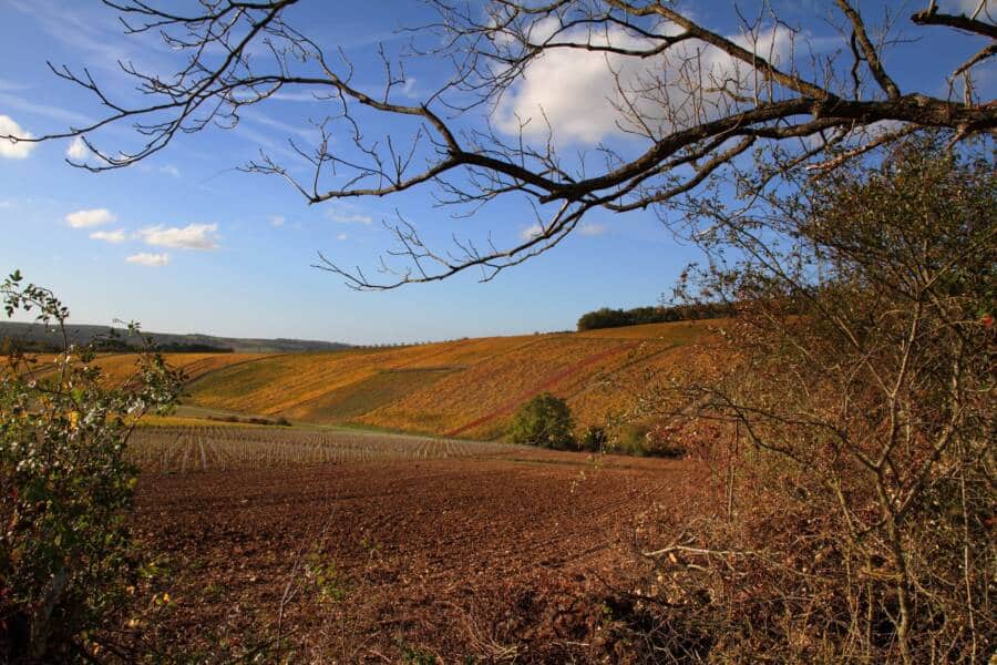 Vignoble de Tonnerre aux couleurs automnales