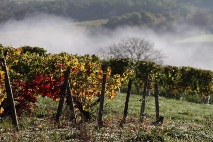 Pied de vigne sur le vignoble de Tonnerre