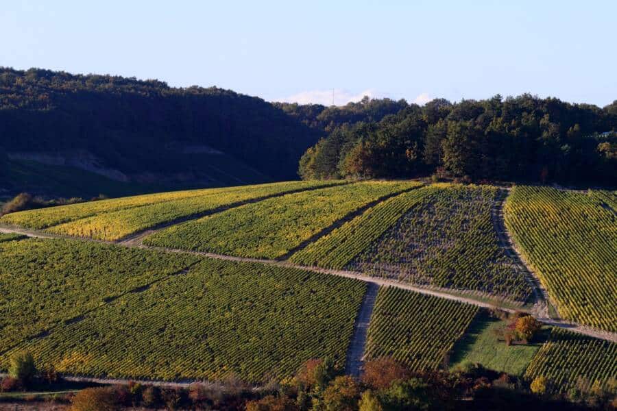 Vue panoramique sur le vignoble de Chablis verdoyant