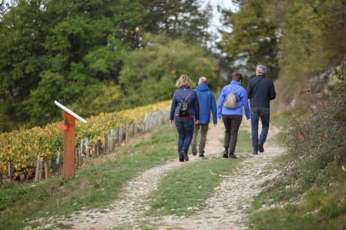 marche vignes