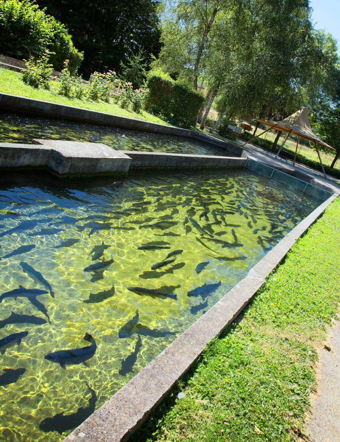 Poissons dans la ferme aquacole de Crisenon