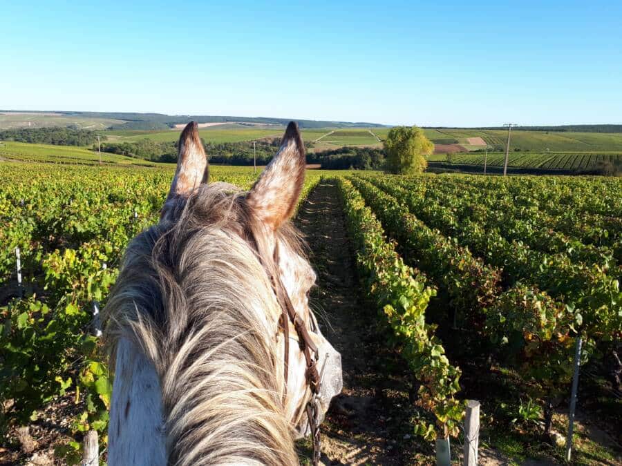 cheval dans les vignes