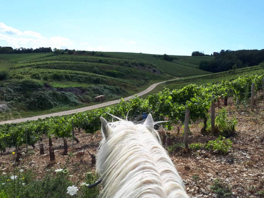 vignes-cheval