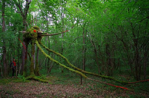 LA FORÊT DES GÉANTS VERTS