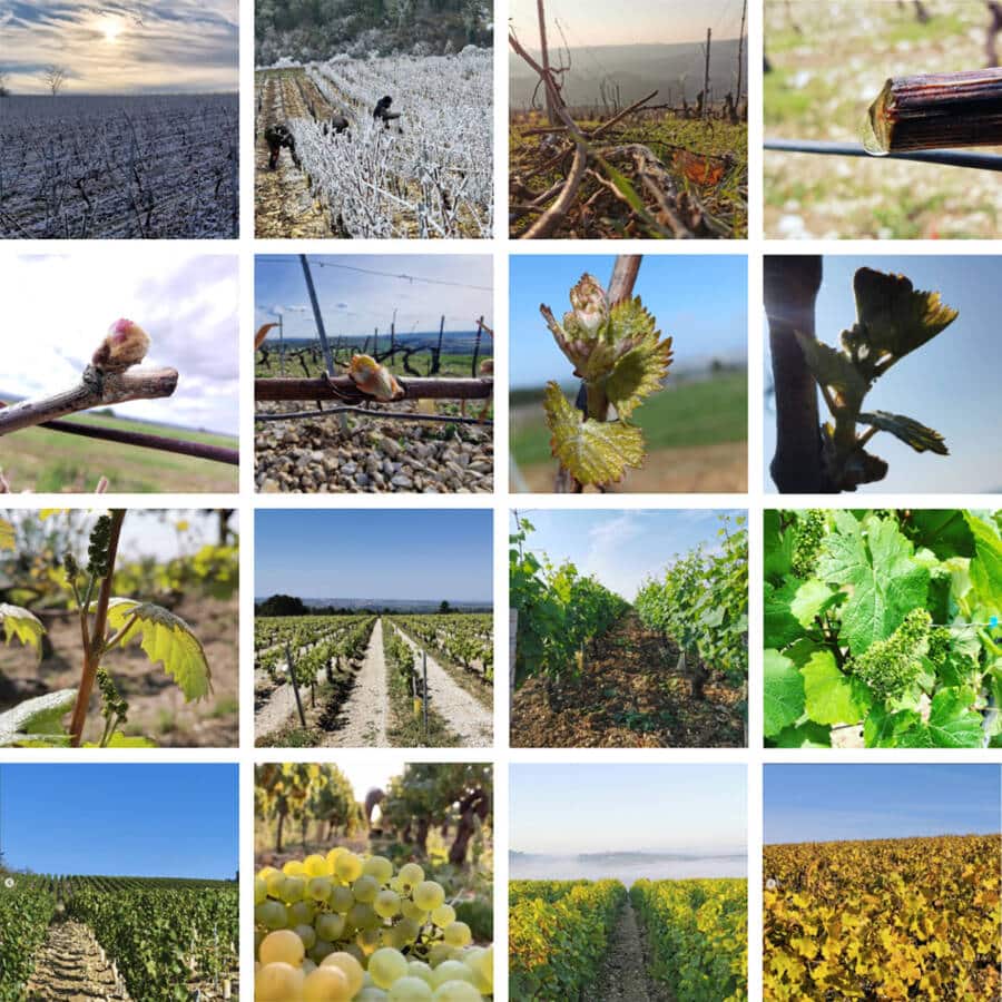 1-annee-dans-les-vignes-2024